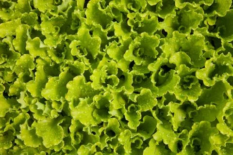 Romaine Lettuce Stock Photos