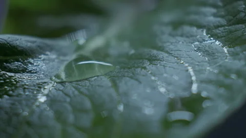 Romaine lettuce salad leaf with falling water drops. Caesar salad recipe Video stock 147953786