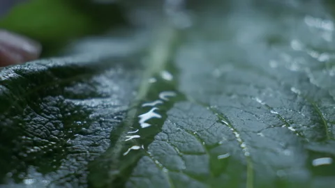 Romaine lettuce salad leaf with falling water drops. Caesar salad recipe 스톡 동영상 148241230