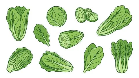Romaine Lettuce Vegetable Vector Set Stock Illustration