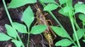 Romalea Guttata - Eastern Lubber Grasshopper Walks Thru Brush 02 HD HD Footage