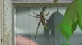 Romalea Guttata - Eastern Lubber Grasshopper Falls Off Window HD HD Footage