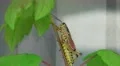 Romalea Guttata - Eastern Lubber Grasshopper Climbs Tree Infront Of Window 2 4K 4k or 4k+ Resolution