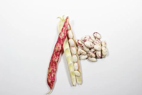 Roman Beans on isolated white backgrounds Stock Photos