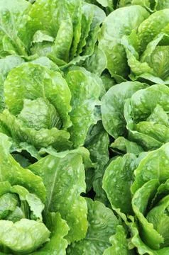Roman cabbage Stock Photos