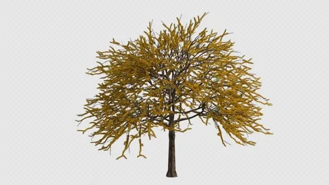 Roman Cassie Tree Swaying in Wind Loop Animation with Alpha Channel. Stock Footage 346284817