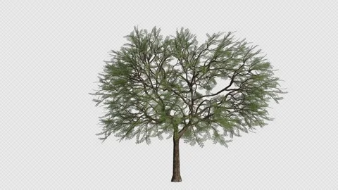 Roman Cassie Tree Swaying in Wind Loop Animation with Alpha Channel. Stock Footage 346285304