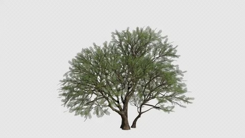 Roman Cassie Tree Swaying in Wind Loop Animation with Alpha Channel. Stock Footage 346285689
