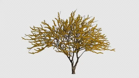 Roman Cassie Tree Swaying in Wind Loop Animation with Alpha Channel. Stock Footage 346285899