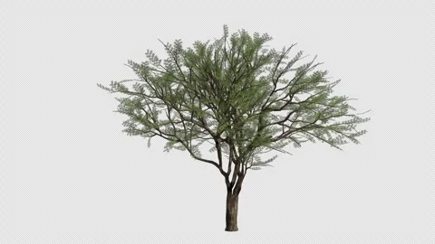 Roman Cassie Tree Swaying in Wind Loop Animation with Alpha Channel. Stock Footage 346285986