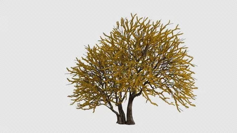 Roman Cassie Tree Swaying in Wind Loop Animation with Alpha Channel. Stock Footage 346286677