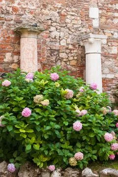 Roman columns 스톡 사진