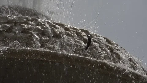 Roman Fountain Stock Footage 81177472