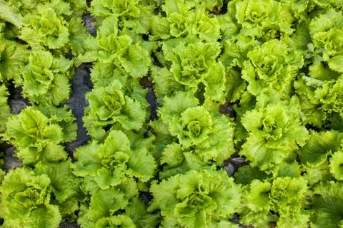 Roman lettuce Stock Photos