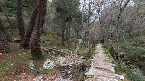 Roman road inside the forest Stock Footage 319469358