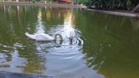Roman, Romania, 07/10/2021: Two White Swans Eating. Stock Footage 156972953