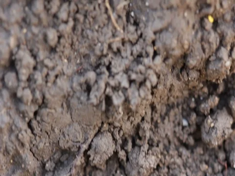Roman silver coins, denarius Stock Footage 84718635