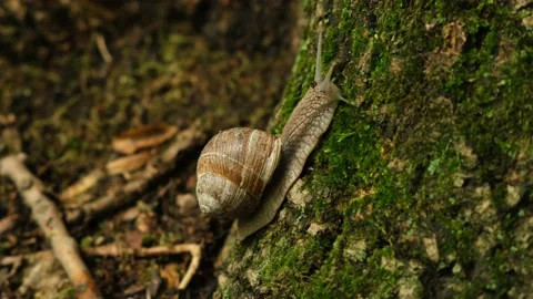 Roman Snail Climbing On A Tree In The Forest Stock Footage 205035708