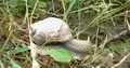 Roman snail close up super slow moving on forest grass bottom 4k or 4k+ Resolution