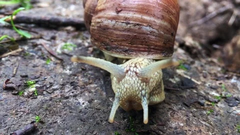 Roman snail closeup Stock Footage 77006442