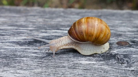 A Roman snail crawls slowly on an old wooden surface. Video stock 340519504