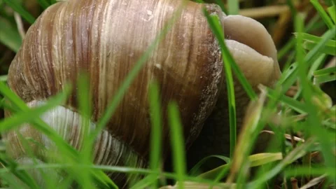 Roman snail emerging from shell Stock Footage 311043917