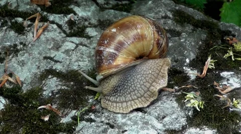 Roman snail Vídeo Stock 62866703