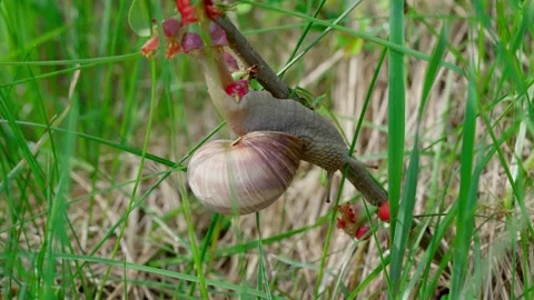 Roman snail Video stock 308746516