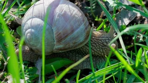 Roman snail Video stock 308746517