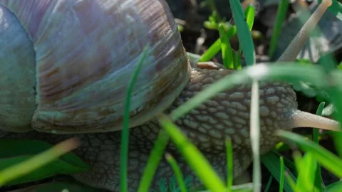 Roman snail Video stock 308746520