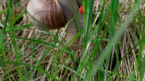 Roman snail Video stock 308746524