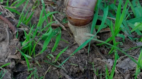 Roman snail Video stock 308746534