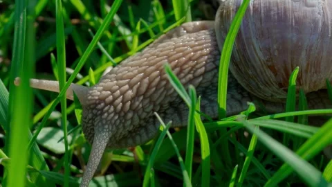 Roman snail Video stock 308746536