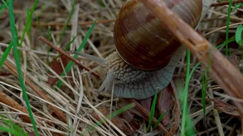 Roman snail Video stock 308746539
