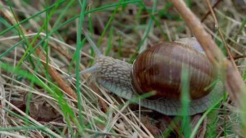 Roman snail Video stock 308746542