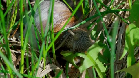 Roman snail Video stock 308746561