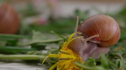Roman snail Video stock 308746566