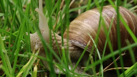 Roman snail in grass (close up) Stock Footage 311043906