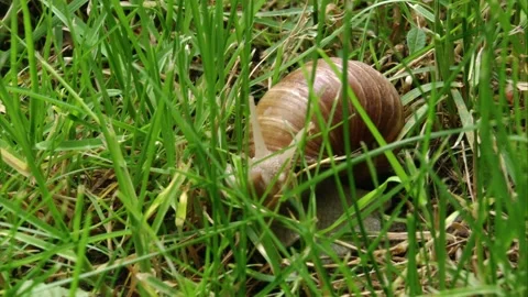 Roman snail in grass Stock Footage 311043900