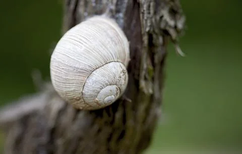 Roman snail Stock Photos