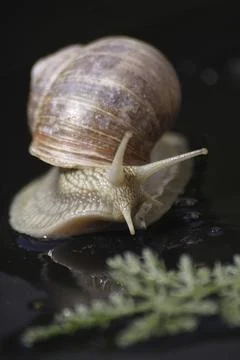 Roman snail Stock Photos