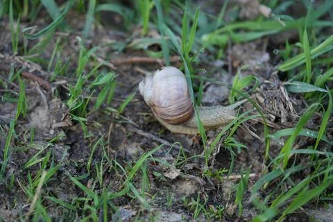 Roman snail Fotos de archivo