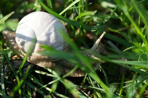 Roman snail Stockfoto's