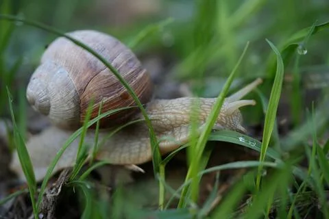 Roman snail 스톡 사진
