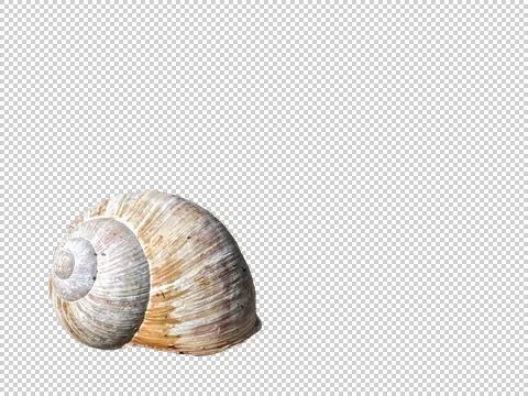 Roman Snail shell isolated on white Stock Photos