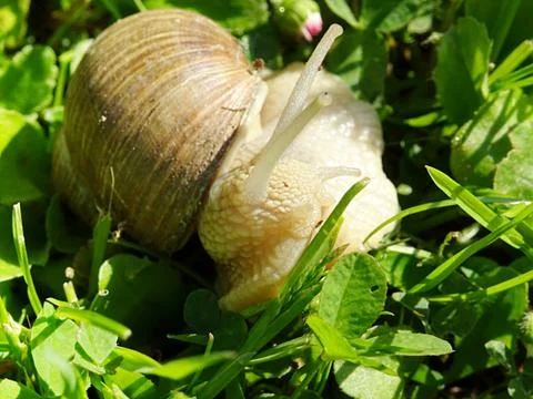 Roman snail on a walk through the spring grass Stock Photos