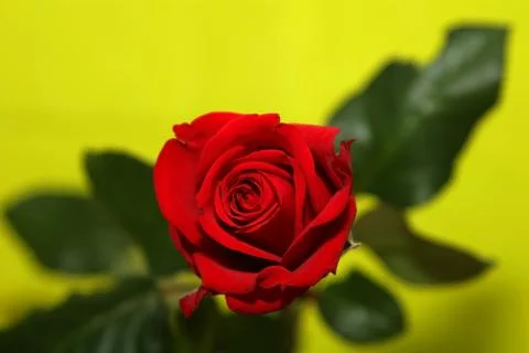 Romance-rose Stock Photos