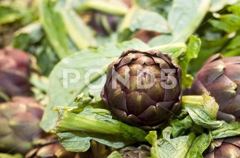 Romaneschi artichokes on display Stock Photos