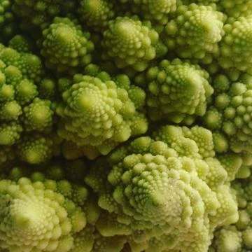 Romanesco broccoli close up. The fractal romanesco vegetable fibonacci Stock Photos