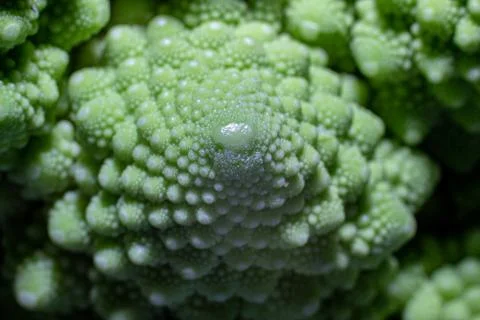 Romanesco broccoli Stock Photos